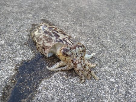 アオリイカ不発